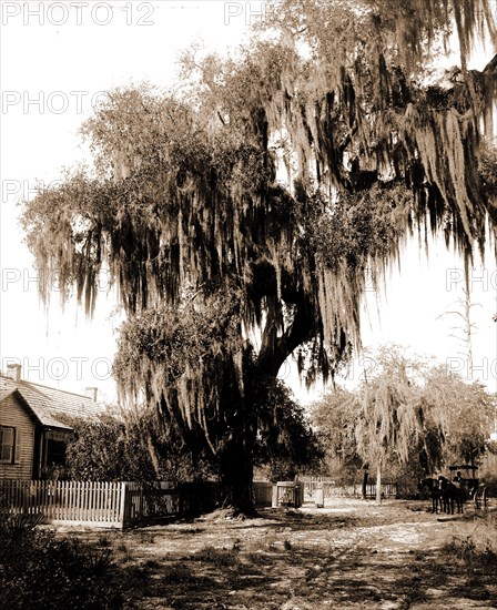 Live oak near Seville, Fla, Jackson, William Henry, 1843-1942, Trees, United States, Florida, Seville, 1880