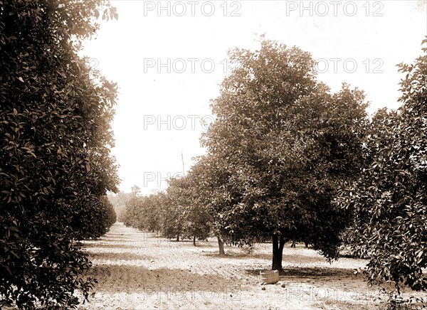 Orange grove, Seville, Fla, Jackson, William Henry, 1843-1942, Orange orchards, United States, Florida, Seville, 1880