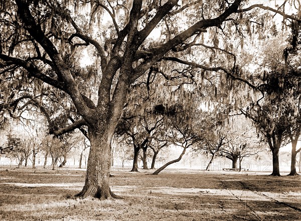 Old duelling grounds, New Orleans, Louisiana, Dueling grounds, Parks, United States, Louisiana, New Orleans, 1900