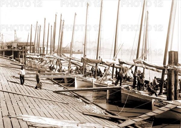 Oyster luggers at the levee, New Orleans, Boats, Levees, Shellfish industry, Oysters, United States, Louisiana, New Orleans, 1890