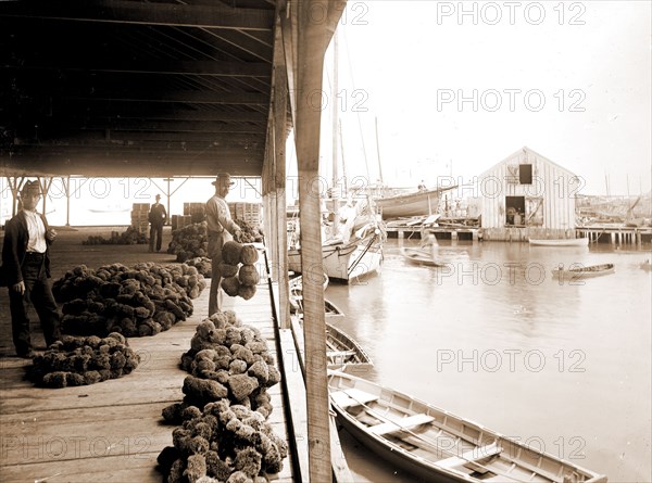 Sponge exchange on wharf, Key West, Fla, Piers & wharves, Sponges, Commodity exchanges, United States, Florida, Key West, 1890