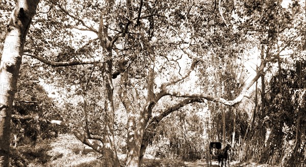 Cooper's sic Canyon, Jackson, William Henry, 1843-1942, Canyons, Roads, United States, California, Cooper Canyon, 1880