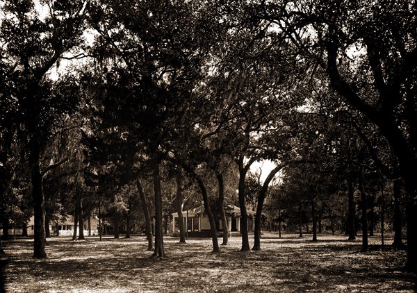 Pavilion behind trees, possibly Southern States, Spanish moss, Landscape pavilions, 1901