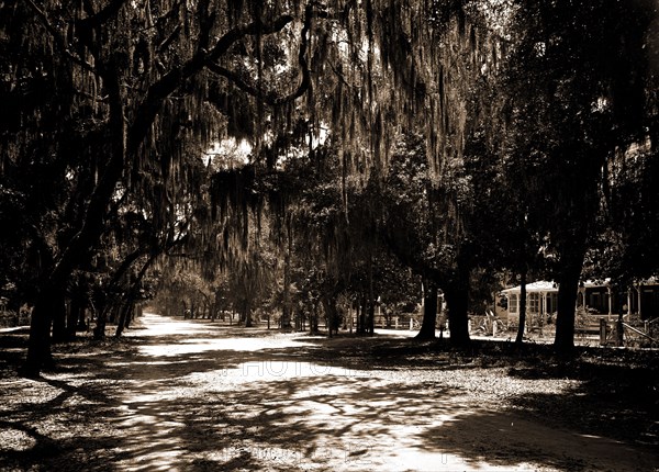 Ridgewood Ave, Daytona, Fla, Roads, Spanish moss, United States, Florida, Daytona Beach, 1901