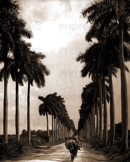 Avenue of Palms, Havana, Streets, Palms, Cuba, Havana, 1903