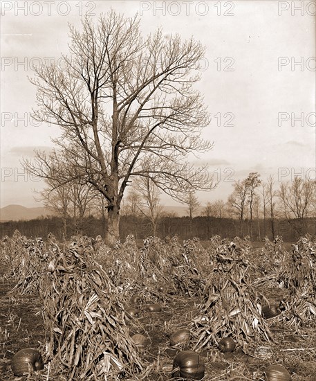 Corn and pumpkins, Berkshire Hills, Mass, Pumpkins, Corn, Farms, United States, Massachusetts, Berkshire Hills, 1906