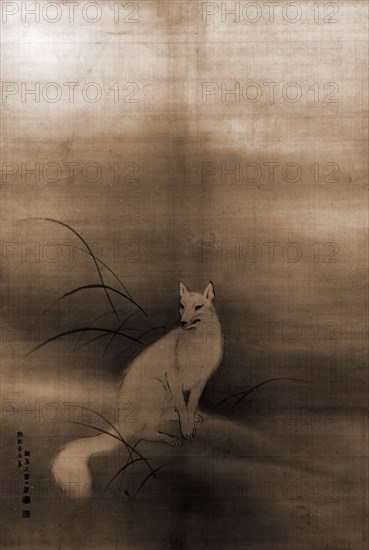 White fox, Ippo, 1798-1871, Foxes, 1900