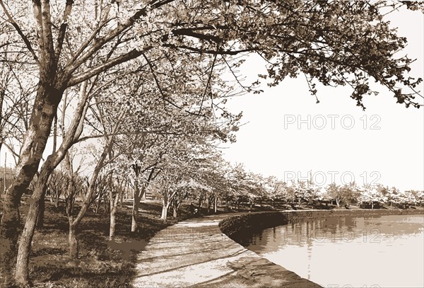 Japanese cherry blossoms, Cherry trees, Waterfronts, United States, District of Columbia, Washington (D.C.), 1900