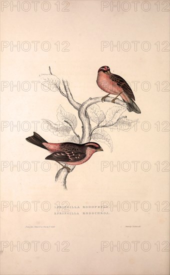 Fringilla Rodopepla, Spot-winged Rosefinch, Fringilla Rodochroa, Pink-browed Rosefinch. Birds from the Himalaya Mountains, engraving 1831 by Elizabeth Gould and John Gould. John Gould was working as a taxidermist,he was known as the 'bird-stuffer', by the Zoological Society. Gould's fascination with birds from the east began in the late 1820s when a collection of birds from the Himalayan mountains arrived at the Society's museum and Gould conceived the idea of publishing a volume of imperial folio sized hand-coloured lithographs of the eighty species, with figures of a hundred birds. Elizabeth Gould made the drawings and transferred them to the large lithographic stones. They are called Gould plates.