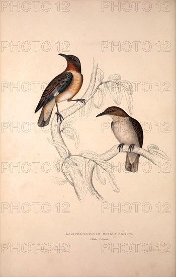 Lamprotornis Spilopterus, winged Starling. Birds from the Himalaya Mountains, engraving 1831 by Elizabeth Gould and John Gould. John Gould was working as a taxidermist,he was known as the 'bird-stuffer', by the Zoological Society. Gould's fascination with birds from the east began in the late 1820s when a collection of birds from the Himalayan mountains arrived at the Society's museum and Gould conceived the idea of publishing a volume of imperial folio sized hand-coloured lithographs of the eighty species, with figures of a hundred birds. Elizabeth Gould made the drawings and transferred them to the large lithographic stones. They are called Gould plates.