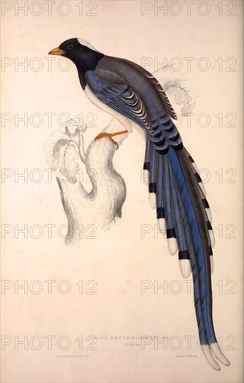 Pica Erythrorhyncha. Birds from the Himalaya Mountains, engraving 1831 by Elizabeth Gould and John Gould. John Gould was working as a taxidermist,he was known as the 'bird-stuffer', by the Zoological Society. Gould's fascination with birds from the east began in the late 1820s when a collection of birds from the Himalayan mountains arrived at the Society's museum and Gould conceived the idea of publishing a volume of imperial folio sized hand-coloured lithographs of the eighty species, with figures of a hundred birds. Elizabeth Gould made the drawings and transferred them to the large lithographic stones. They are called Gould plates.