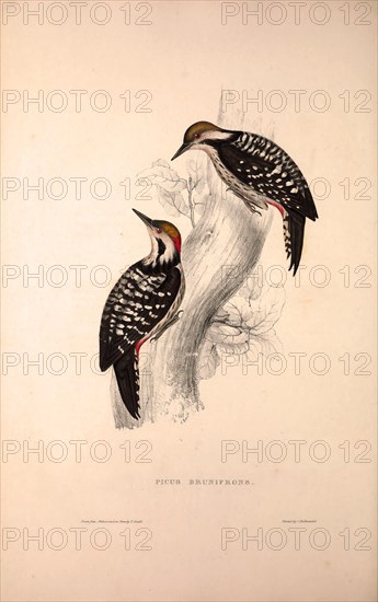 Picus Brunifrons. Birds from the Himalaya Mountains, engraving 1831 by Elizabeth Gould and John Gould. John Gould was working as a taxidermist,he was known as the 'bird-stuffer', by the Zoological Society. Gould's fascination with birds from the east began in the late 1820s when a collection of birds from the Himalayan mountains arrived at the Society's museum and Gould conceived the idea of publishing a volume of imperial folio sized hand-coloured lithographs of the eighty species, with figures of a hundred birds. Elizabeth Gould made the drawings and transferred them to the large lithographic stones. They are called Gould plates.