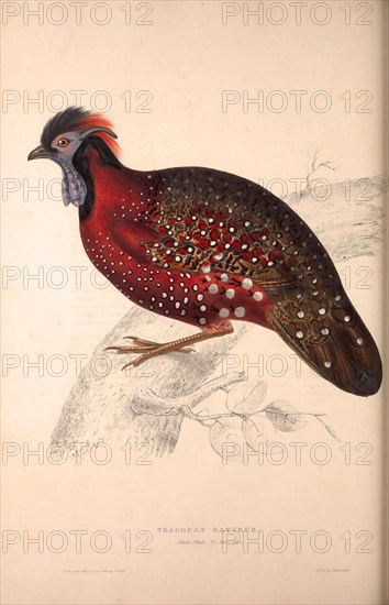 Tragopan Satyrus, Crimson Horned Pheasant, is a pheasant found in the Himalayan reaches of India, Tibet, Nepal and Bhutan. Birds from the Himalaya Mountains, engraving 1831 by Elizabeth Gould and John Gould. John Gould was working as a taxidermist,he was known as the 'bird-stuffer', by the Zoological Society. Gould's fascination with birds from the east began in the late 1820s when a collection of birds from the Himalayan mountains arrived at the Society's museum and Gould conceived the idea of publishing a volume of imperial folio sized hand-coloured lithographs of the eighty species, with figures of a hundred birds. Elizabeth Gould made the drawings and transferred them to the large lithographic stones. They are called Gould plates.