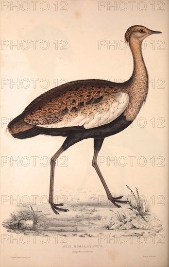 Otis Himalayanus (young male) or Delicious Bustard, Otis deliciosa. Birds from the Himalaya Mountains, engraving 1831 by Elizabeth Gould and John Gould. John Gould was working as a taxidermist,he was known as the 'bird-stuffer', by the Zoological Society. Gould's fascination with birds from the east began in the late 1820s when a collection of birds from the Himalayan mountains arrived at the Society's museum and Gould conceived the idea of publishing a volume of imperial folio sized hand-coloured lithographs of the eighty species, with figures of a hundred birds. Elizabeth Gould made the drawings and transferred them to the large lithographic stones. They are called Gould plates.