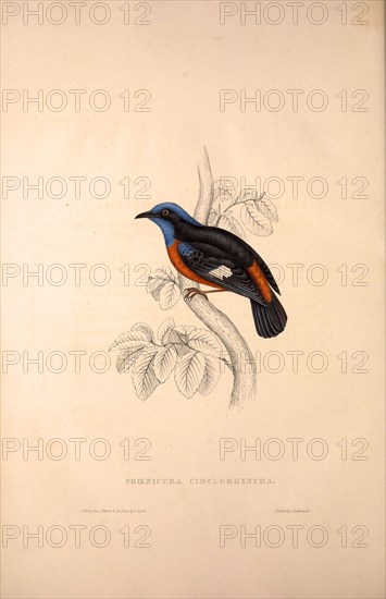 Phoenicura Cinclorhyncha, actually Petrocincla cinclorhynca. Birds from the Himalaya Mountains, engraving 1831 by Elizabeth Gould and John Gould. John Gould was working as a taxidermist,he was known as the 'bird-stuffer', by the Zoological Society. Gould's fascination with birds from the east began in the late 1820s when a collection of birds from the Himalayan mountains arrived at the Society's museum and Gould conceived the idea of publishing a volume of imperial folio sized hand-coloured lithographs of the eighty species, with figures of a hundred birds. Elizabeth Gould made the drawings and transferred them to the large lithographic stones. They are called Gould plates.