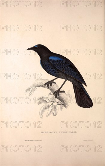 Myophonus Horsfieldii, Malabar Whistling Thrush. Birds from the Himalaya Mountains, engraving 1831 by Elizabeth Gould and John Gould. John Gould was working as a taxidermist,he was known as the 'bird-stuffer', by the Zoological Society. Gould's fascination with birds from the east began in the late 1820s when a collection of birds from the Himalayan mountains arrived at the Society's museum and Gould conceived the idea of publishing a volume of imperial folio sized hand-coloured lithographs of the eighty species, with figures of a hundred birds. Elizabeth Gould made the drawings and transferred them to the large lithographic stones. They are called Gould plates.