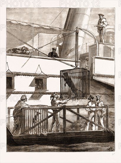 SOME OF THE PRINCE OF WALES'S PRESENTS: SHIPPING WILD ANIMALS ON BOARD THE "OSBORNE" AT CALCUTTA, INDIA, 1876