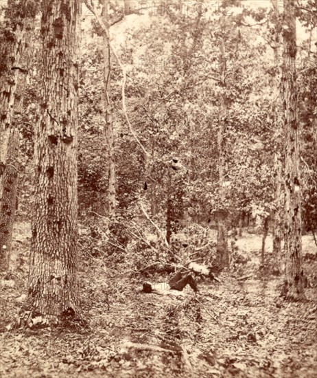 Wounded trees at Gettysburg, US, USA, America, Vintage photography