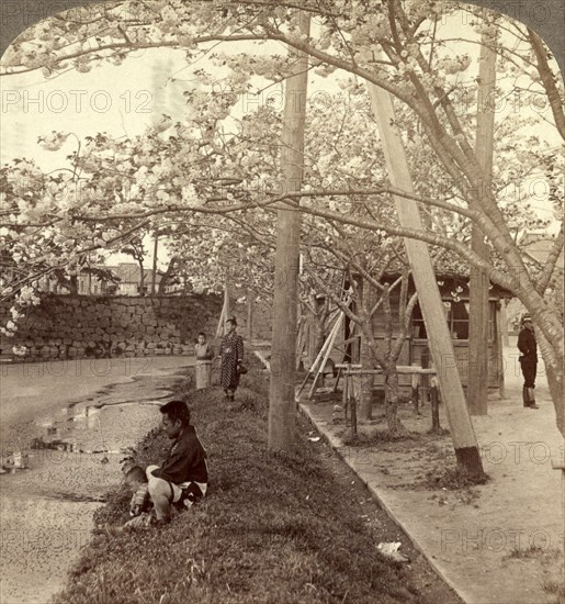 Along the moat surrounding the Imperial Palace Park, during the gorgeous cherry-bloom season, Tokyo, Japan, Vintage photography