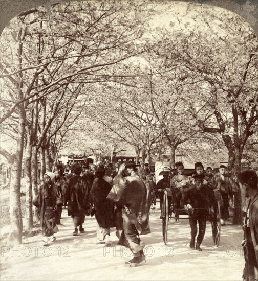 A canopy of cherry blossoms over beautiful Mukojima Avenue, (north), Tokyo, Japan, Vintage photography