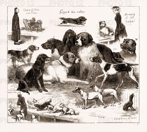 THE DOG SHOW AT THE CRYSTAL PALACE, LONDON, UK, 1876: 1. Mr. Bird's Bloodhound "Brutus." 4. Mr. Ray's Bloodhound "Baron." 101. Mr. Murchison's St. Bernard "Mentor." 132; Mr. Gresham's St. Bernard "Shah." 78. Mr. Grab's Mastiff "Granby, Junior." 751. Mr. Jubb's Colley "Mec." 358. Mr. Cunnington's Setter "Liz." 377. Mr. Bassetti's Setter "Duke." 298. Mr. G. Brewer's Pointer "Roy." 640 and 641. Mr. Burbridge's Fox Terriers "Nettle" and "Dorcas."