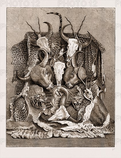 THE WILD GAME OF ASIA, HUNTING TROPHIES, 1876; ANTLERS