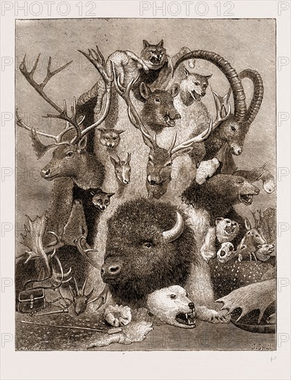 THE WILD GAME OF EUROPE, HUNTING TROPHIES, 1876; ANTLERS