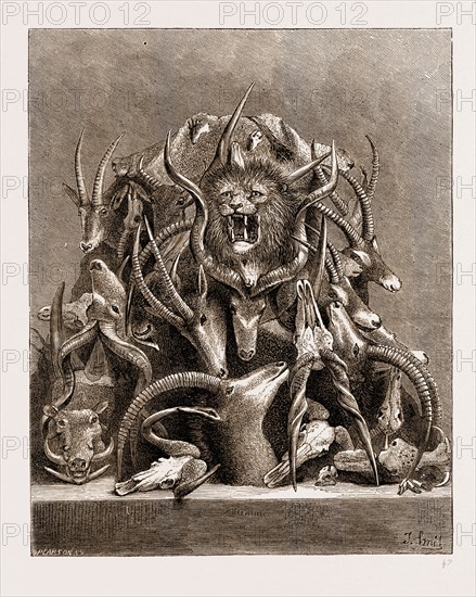 THE WILD GAME OF AFRICA, HUNTING TROPHIES, 1876; ANTLERS