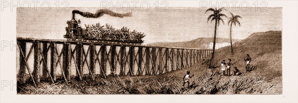 CARRYING SUGAR CANE ON THE PIONEER PLANTATION, MACKAY, QUEENSLAND, AUSTRALIA, 1883