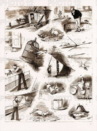 THE NAUTICAL ADVENTURES OF A CAT: 1. We Found Him on Board a Derelict in Mid-Ocean. 2. Somehow He Managed to Get Round an Ancient Officer, who was also a Bit of a Naturalist. 3. Next Day He had a Field Day among the Specimens. 4. He then "Went For" the Captain's Parrot. 5. The Captain's Parrot "Went For" Him. 6. He Afterwards Tried for a Gull. 7. Unfortunately the Gull had Another Engagement. 8. Some Hours Afterwards He was Discovered and Hauled on Board. 9. Wrung Out. 10. Thrown Up on the Awning to Dry. 11. When Dry He was Thirsty. 12. The Result was that the Ancient Officer had Various Articles Debited Against Him in the "Extra Book". 13. Pussy at Last Decided to Lie Down. 14. First He Tried the Stilton, but (15) Finally Settled down in that Impossible-to-be-tidily-fitted-in-anywhere Article, a Cocked-Hat-Box.