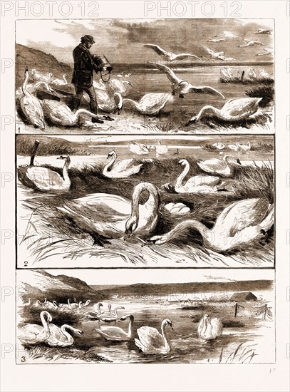 LORD ILCHESTER'S SWANNERY, ABBOTSBURY, DORSET, UK, 1883: 1. Feeding the Swans. 2. Swans Nesting. 3. The Fleet.