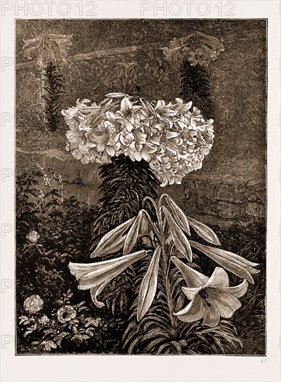 A BERMUDIAN EASTER LILY (145 BLOSSOMS ON ONE STEM), 1883