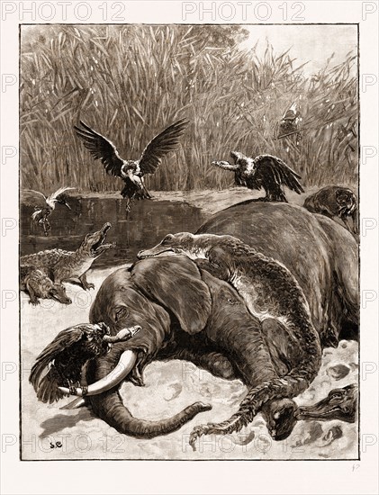 "HOW ARE THE MIGHTY FALLEN!": A SCENE ON THE BANKS OF THE LIMPOPO RIVER, SOUTH AFRICA, 1897