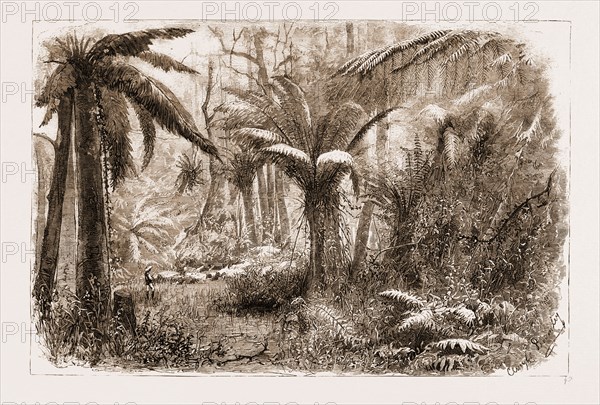 IN THE STATE FOREST AT DANDENONG, VICTORIA, SASSAFRAS CREEK, AT THE CROSSING, AUSTRALIA, 1881