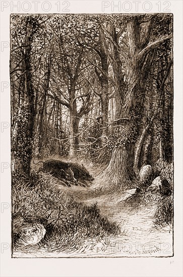 IN THE ARDENNES, 1881: WILD BOARS "IN ARDEN"