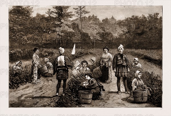 TEA GATHERING IN JAPAN, 1881