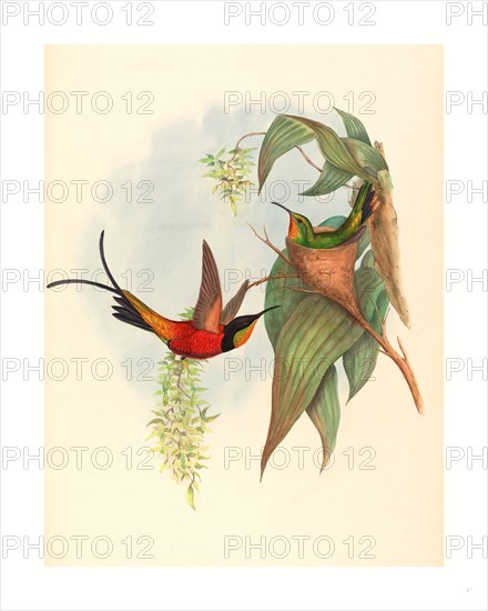 John Gould and H.C. Richter (British (?), active 1841  active c. 1881 ), Topaza pyra (Fairy Topaz), colored lithograph