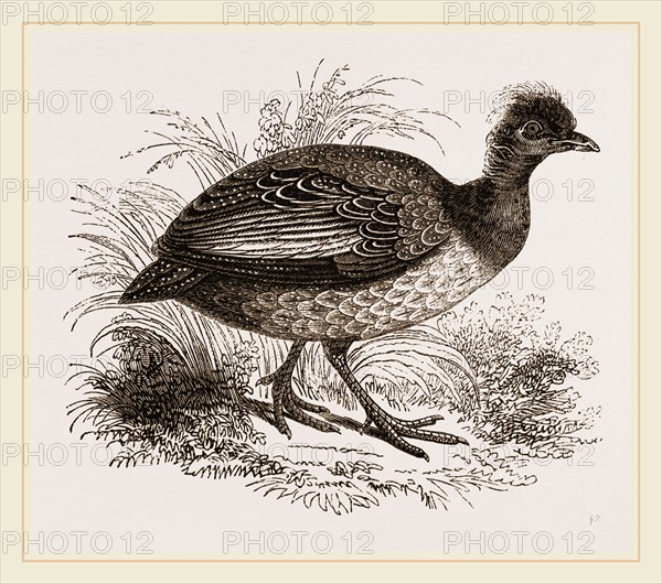 Crested Guinea-Fowl