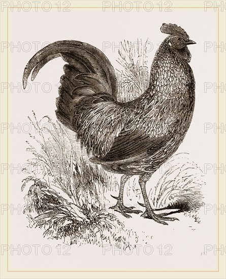 Sonnerat's Jungle-Fowl Male