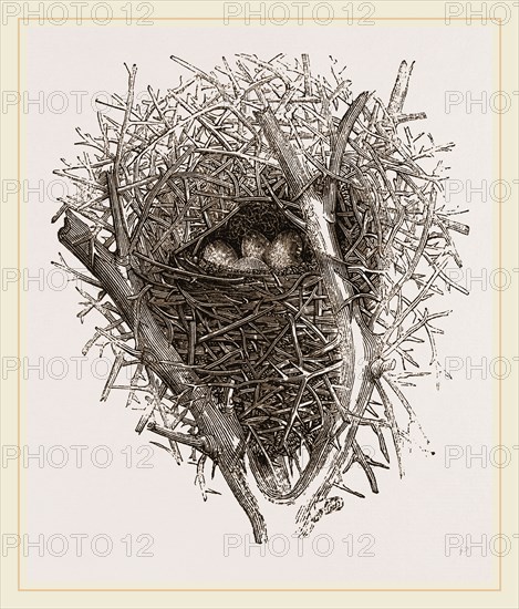 Nest of Magpie