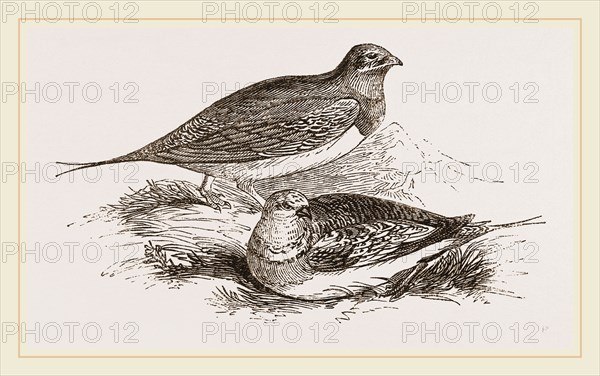 Pin-tailed Sand-Grouse