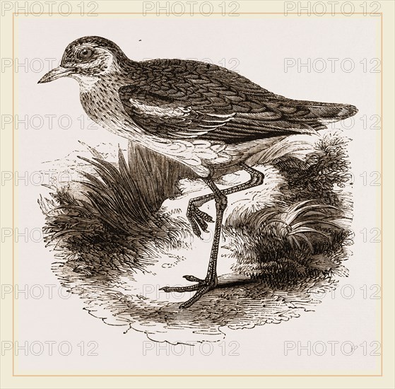 Common Thick-knee