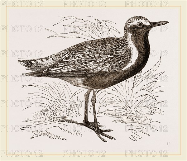 Grey Plover