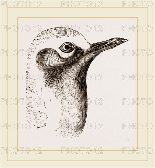 Head of Grey Plover