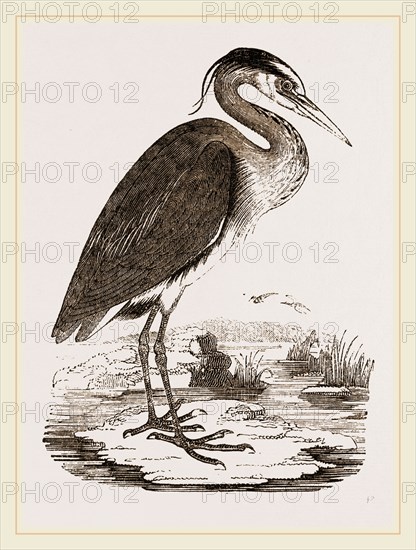 Heron