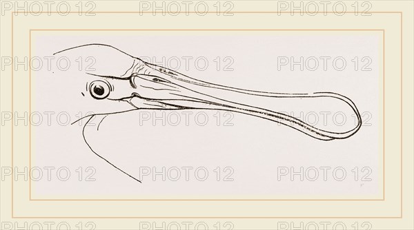 Bill of Spoonbill