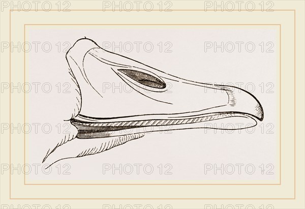Bill of Egyptian Goose