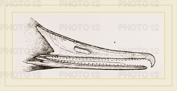 Bill of Merganser