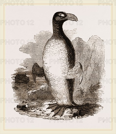 Great Auk