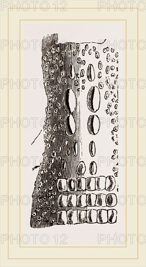 Cervical Plates of Pike-nosed Caiman